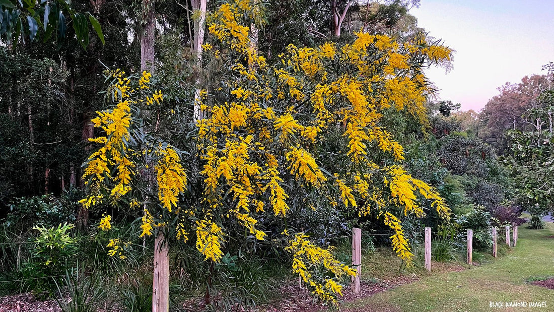 Zig Zag Wattle (Acacia macradenia) - Ladybird Nursery