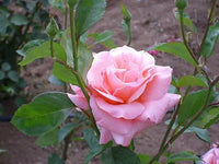 Rose Queen Elizabeth 2 ft Standards (Rosa)