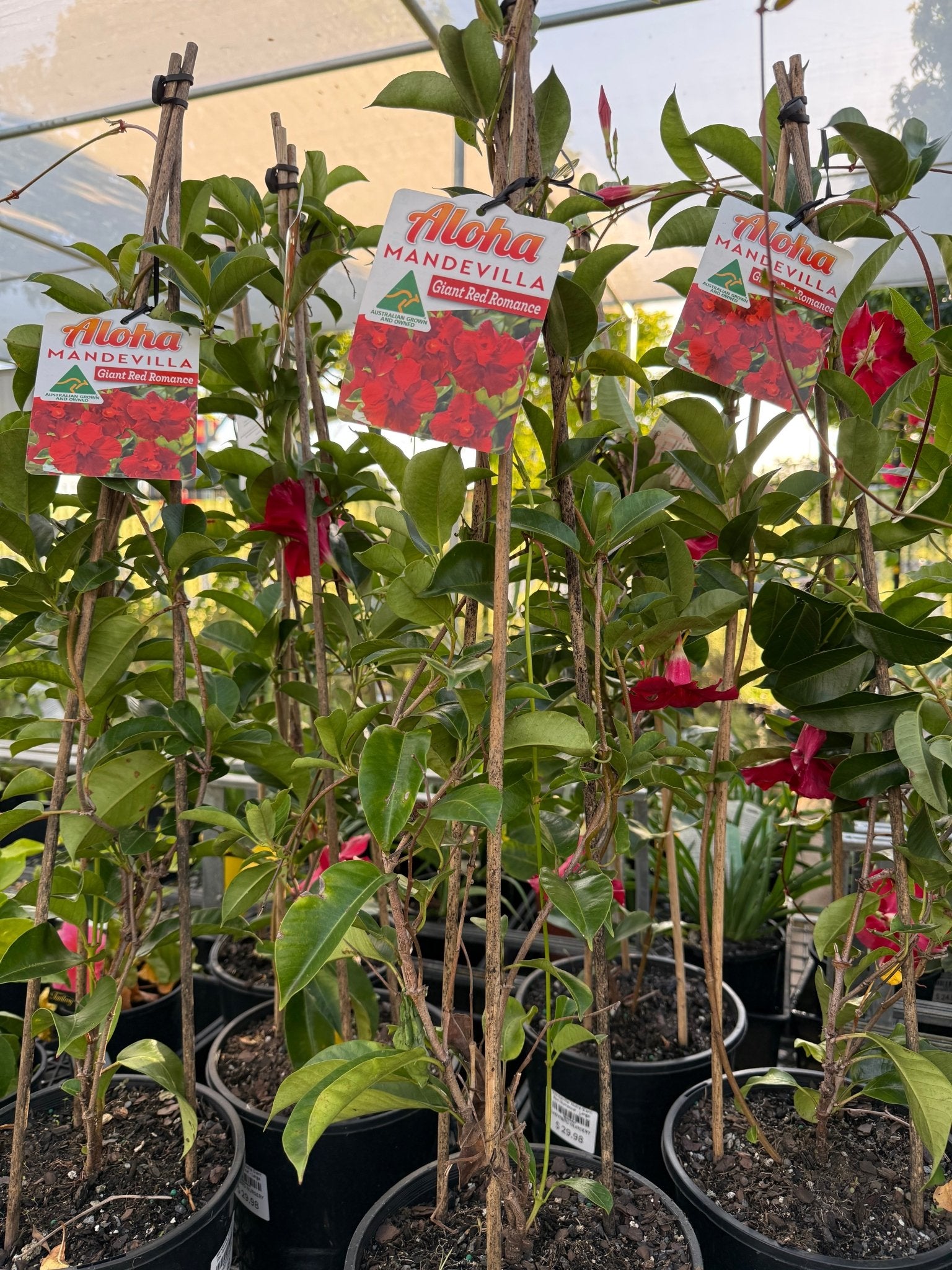 Mandevilla 'Aloha Giant Red Romance' - Large - Ladybird Nursery