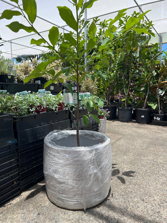 Pot 'Storm' Size 4 (PICK UP ONLY) - Ladybird Nursery