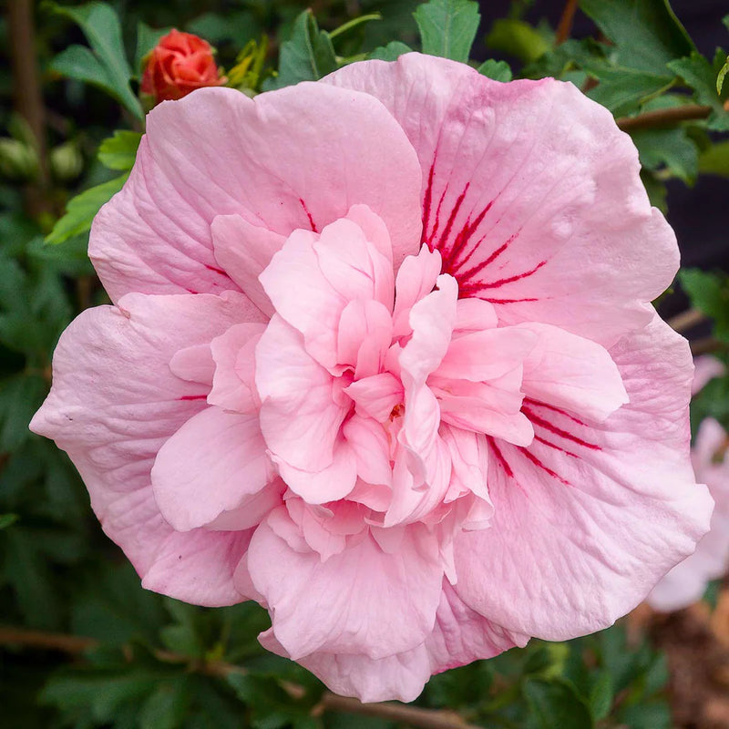 Chinese Hibiscus Pink Chiffon (Hibiscus rosa-sinensis)
