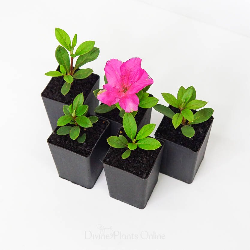 Azalea indica Elizabeth Lawrence - Ladybird Nursery