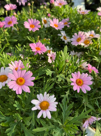 Argyranthemum 'Lolly' - Large - Ladybird Nursery
