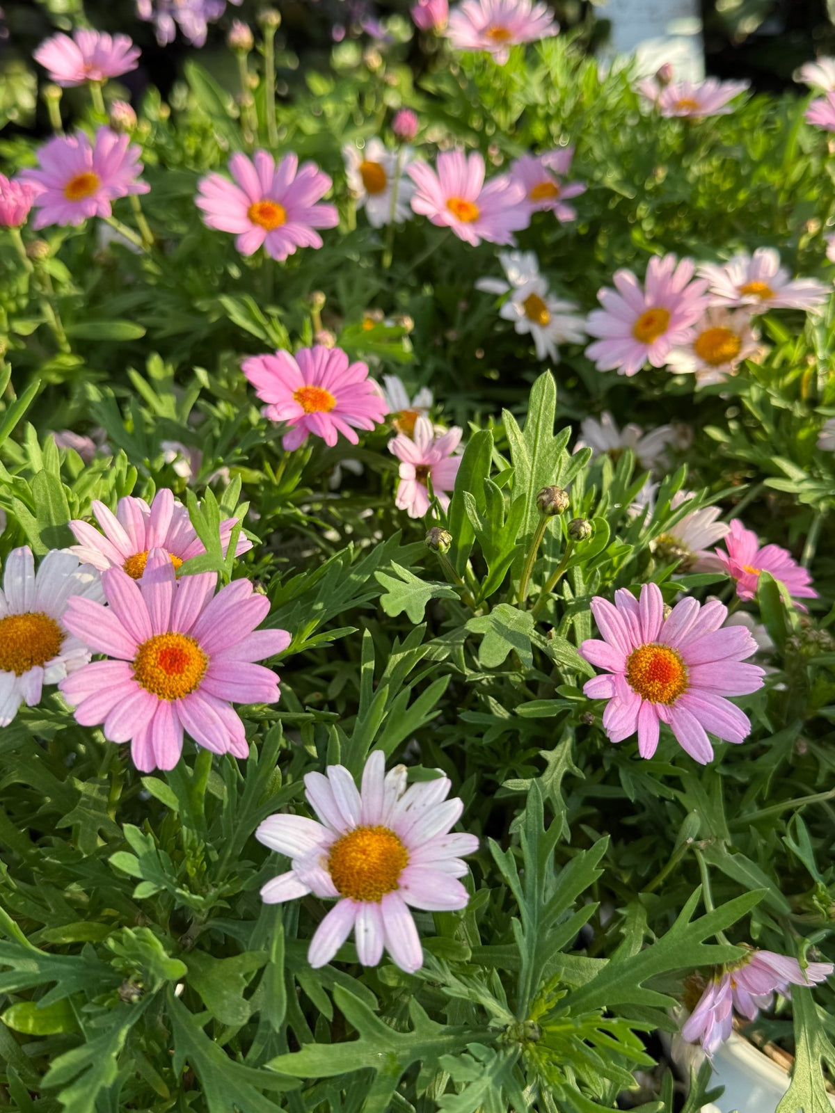 Argyranthemum 'Lolly' - Large - Ladybird Nursery
