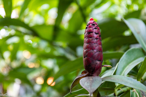 Indian Head Ginger Pink Indianhead (Costus spiralis) - Ladybird Nursery