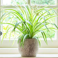 Spider Plant (Chlorophytum Zebrina)