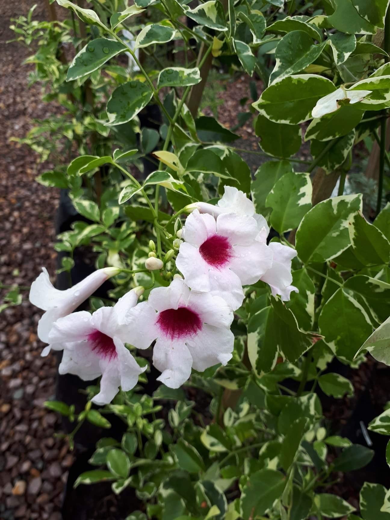 Bower Vine Variegata Ladders (Pandorea jasminoides)