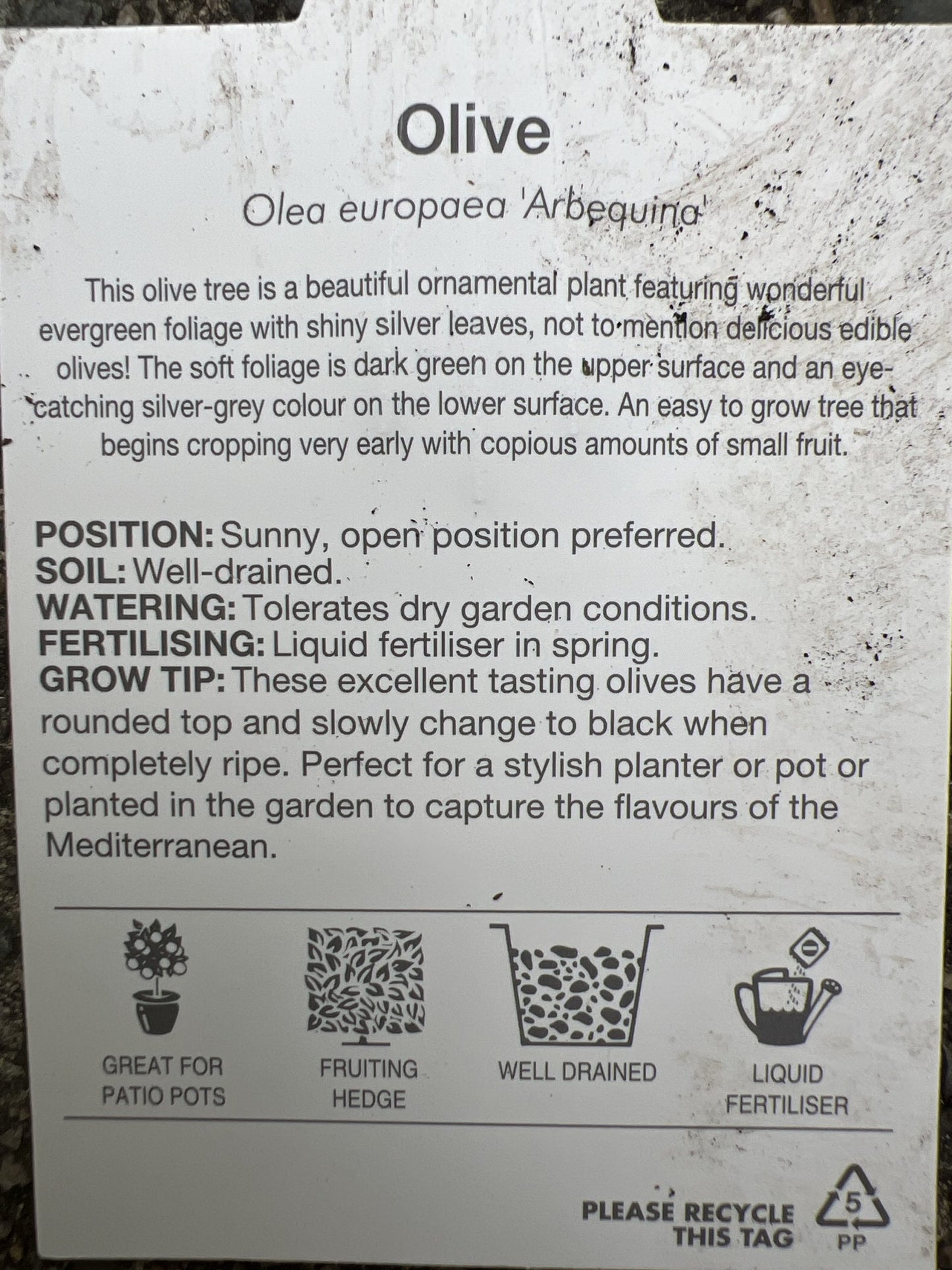 Olive Arbequina 250mm pot