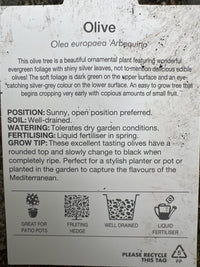 Olive Arbequina 250mm pot - Ladybird Nursery