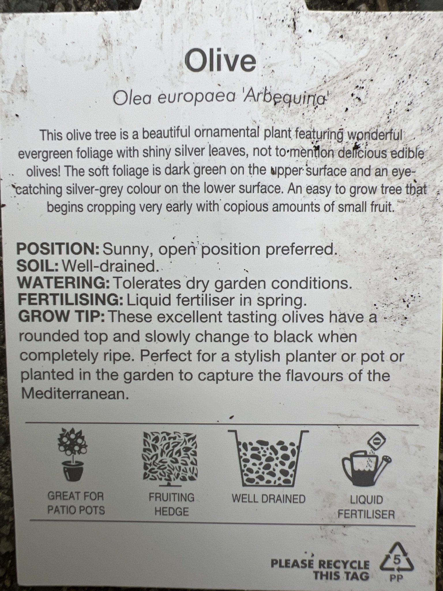 Olive Arbequina 250mm pot - Ladybird Nursery