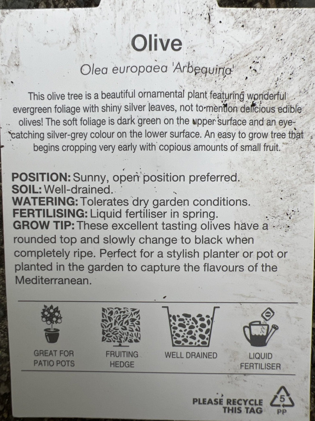 Olive in a Wine Barrel style Pot (PICKUP ONLY) - Ladybird Nursery