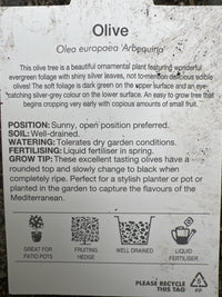 Olive Arbequina 330mm PICK UP ONLY