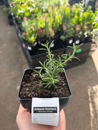 Rosemary Prostrate
