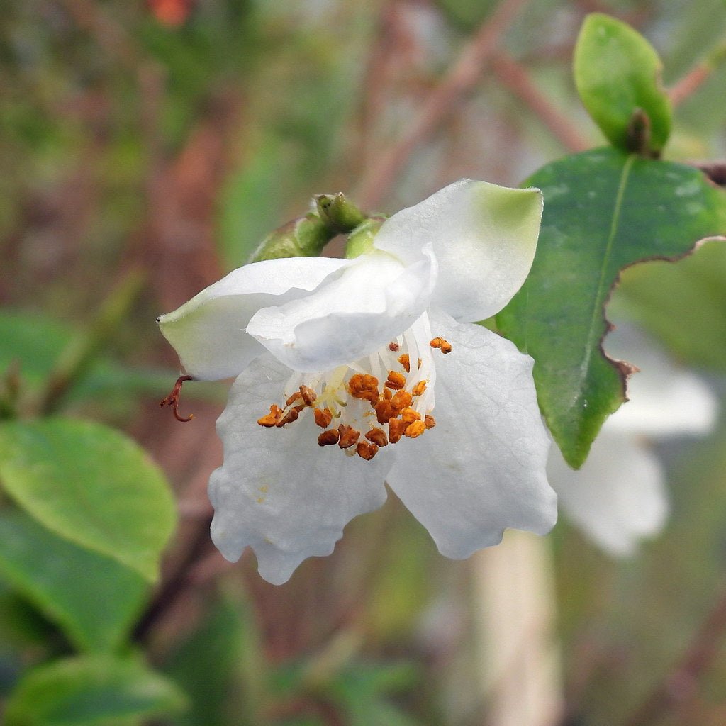 Camellia (Camellia fraterna) - Ladybird Nursery