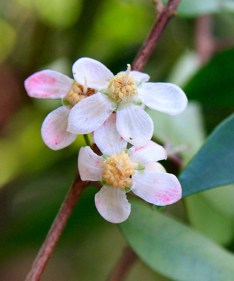 Boobialla (Myoporum boninense)
