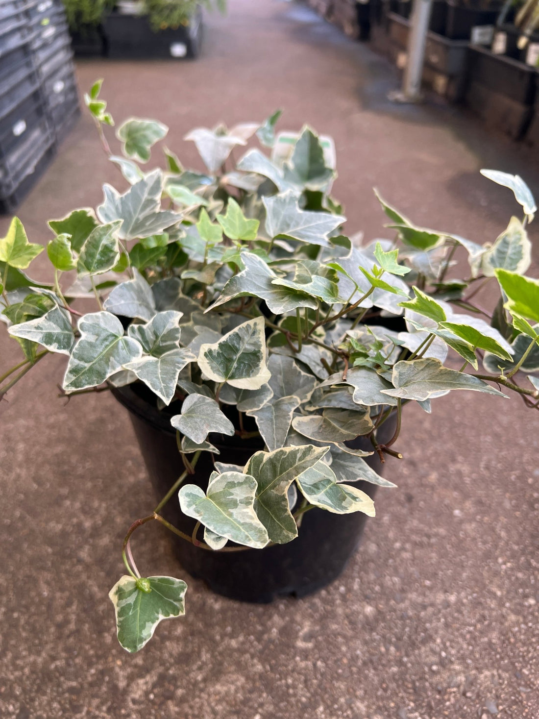 White Ivy (Hedera cascade) - Large - Ladybird Nursery