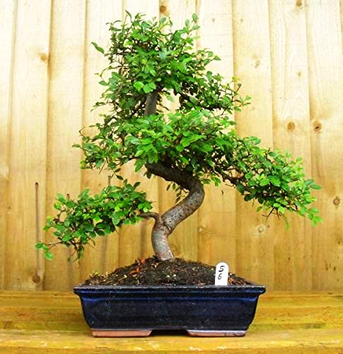 Chinese Elm Bonsai in Ceramic Pot (Bonsai Range) - Ladybird Nursery