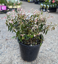 Spurge 'Starblast Pink' (Euphorbia)