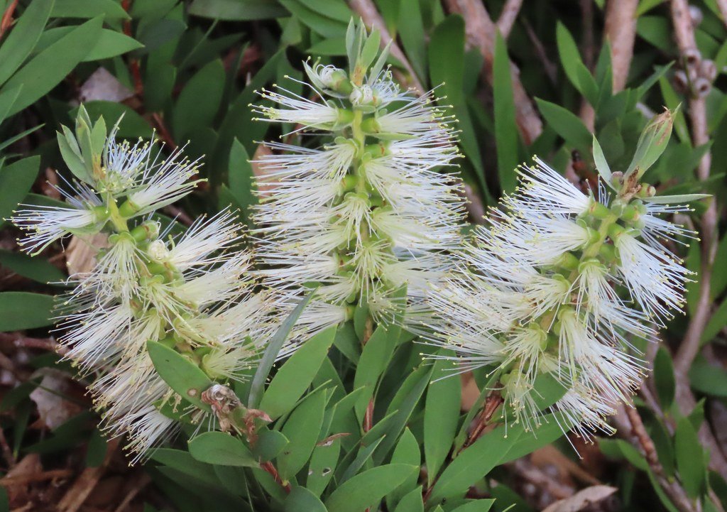 Bottlebrush Snow Burst™ (Callistemon) - Ladybird Nursery