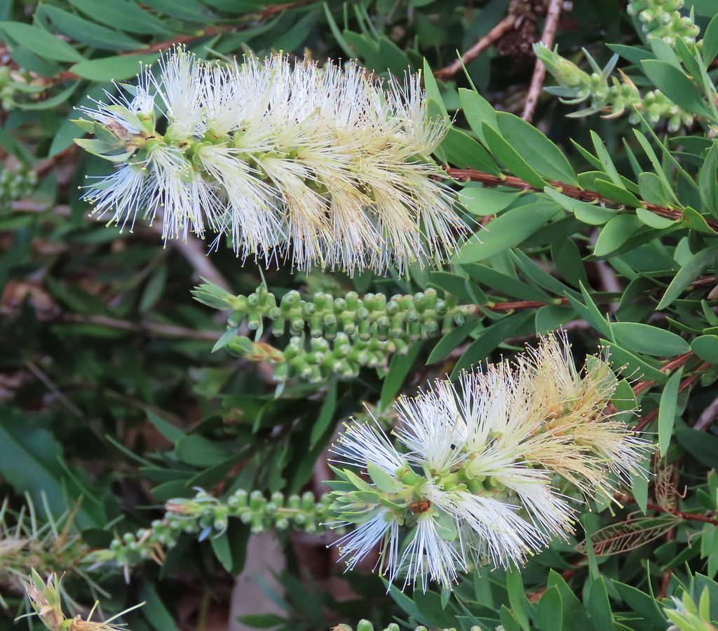 Bottlebrush Snow Burst™ (Callistemon)