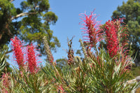 Grevillea 'Goliath' - Ladybird Nursery