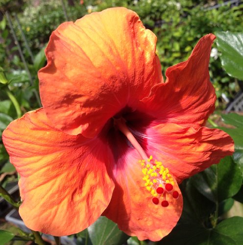 Chinese Hibiscus Fantasy Sunset Ruffle (Hibiscus rosa-sinensis)