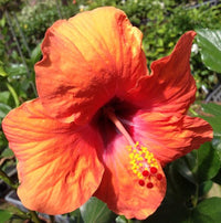 Chinese Hibiscus Fantasy Sunset Ruffle (Hibiscus rosa-sinensis)