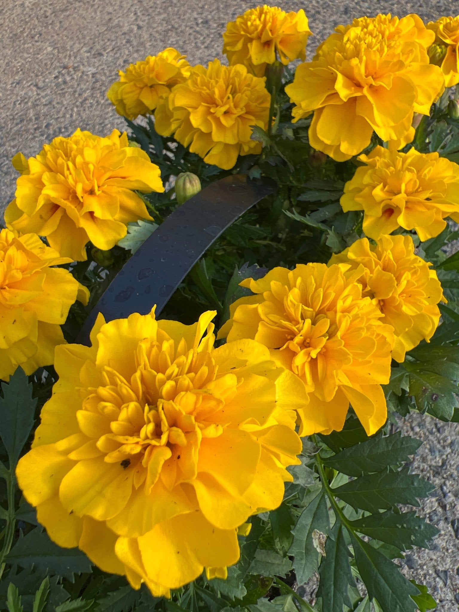 Marigold 'Yellow' 10 Cell (PICK UP ONLY) - Ladybird Nursery