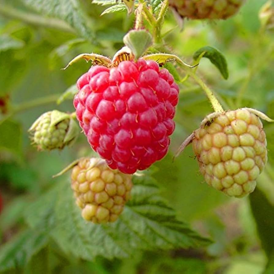 Raspberry ‘Autumn Bliss’ (Rubus idaeus) Fruit Plant – Buy Now ...