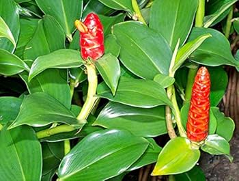 Indian Head Ginger Pink Indianhead (Costus spiralis) - Ladybird Nursery