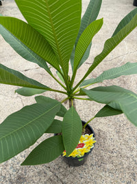 Frangipani ‘Bowen Yellow’ (Plumeria rubra) - Ladybird Nursery