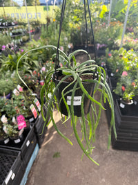 Rhipsalis Boliviana Hanging Basket