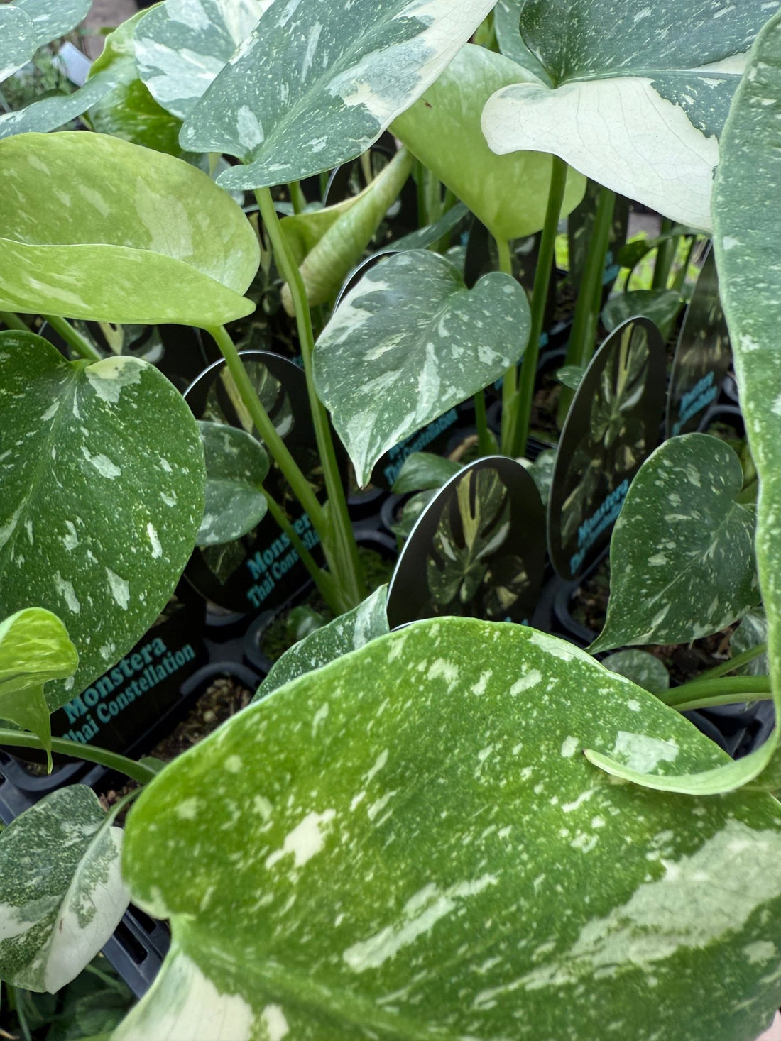 Monstera 'Thai Constellation' - Ladybird Nursery