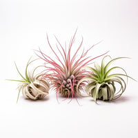Assorted (Tillandsia)