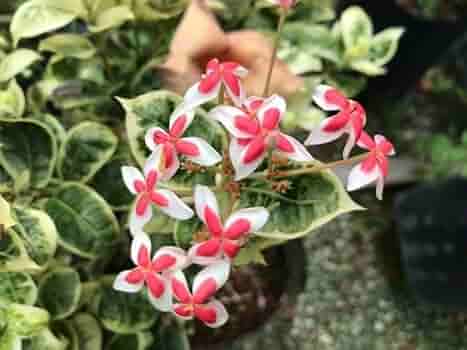 Ixora Splash Variegated (Ixora chinensis) - Ladybird Nursery