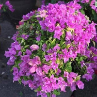 Bougainvillea Pagoda Pink (Bougainvillea glabra) - Ladybird Nursery