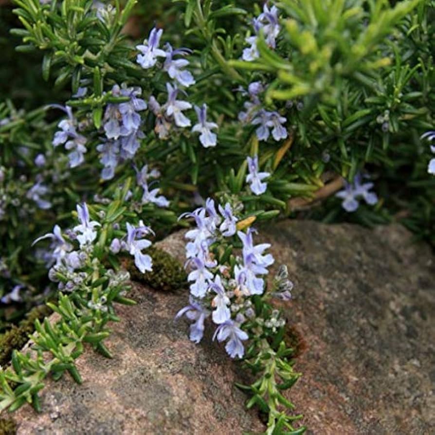 Rosemary Semi Prostrate (Rosmarinus officinalis)