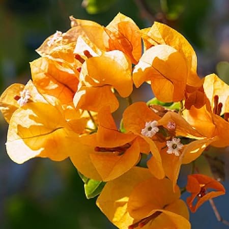 Bougainvillea Carsons Gold (Bougainvillea glabra) - Ladybird Nursery