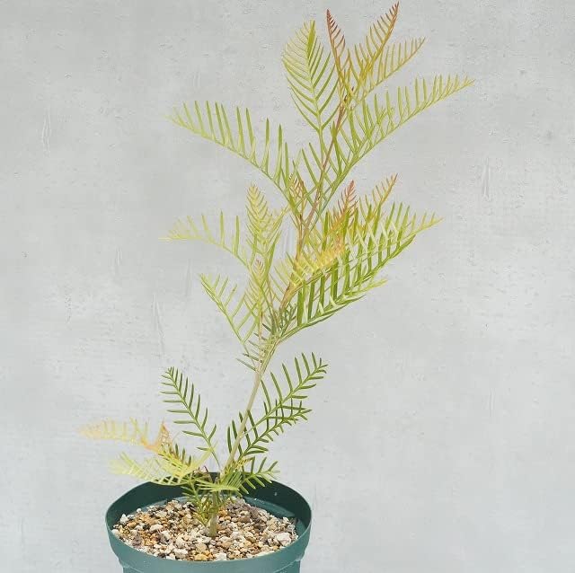 Grevillea Red Hooks - Ladybird Nursery