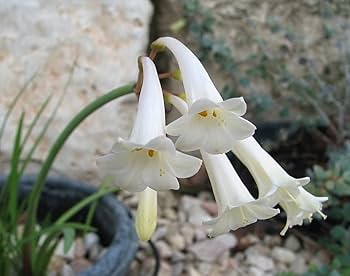 White Ifafa Lily Alba (Cyrtanthus mackenii)