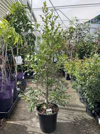 Lilly Pilly Select (Syzygium australe)