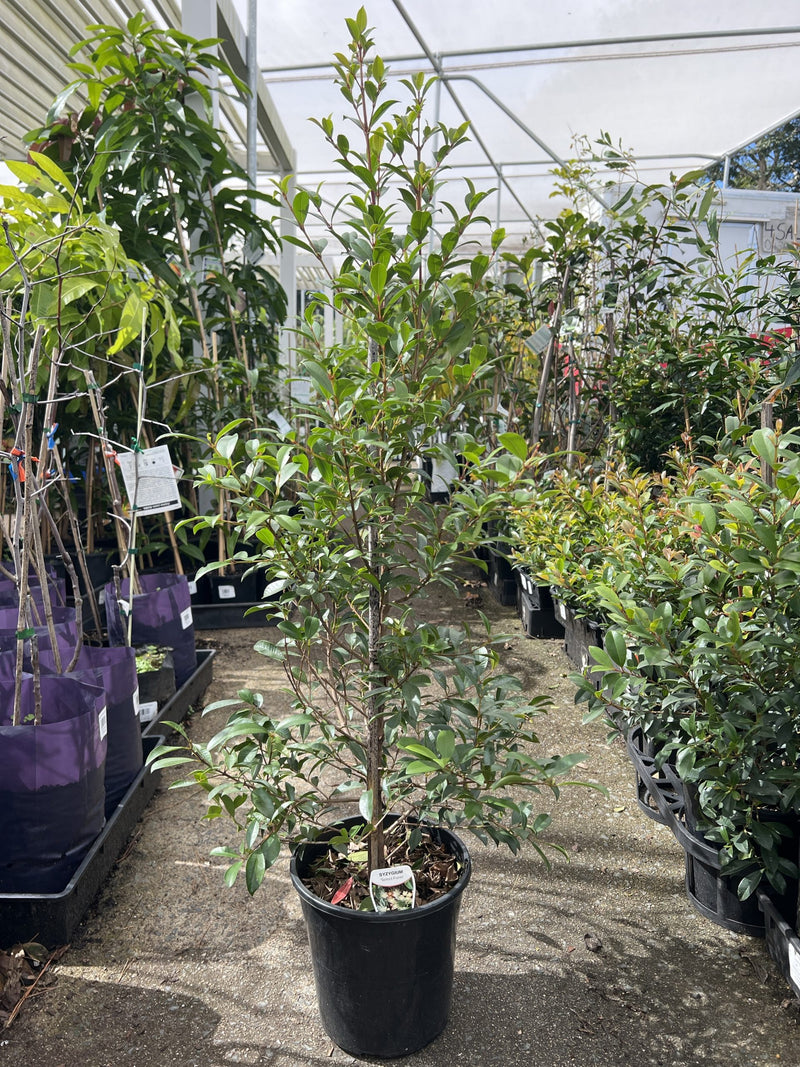 Lilly Pilly Select (Syzygium australe)