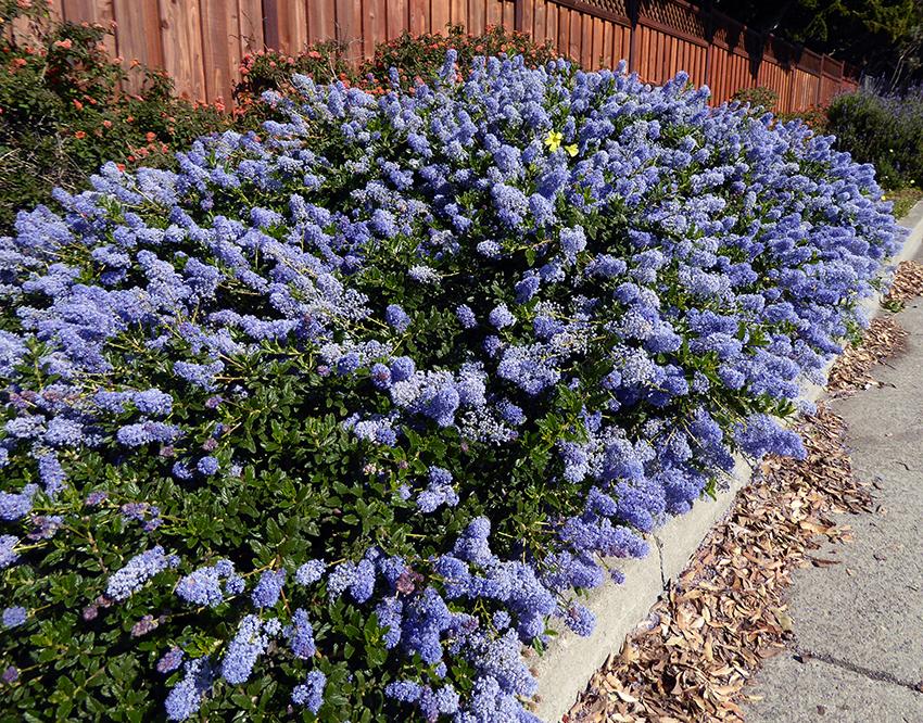 California Lilac Coulter (Ceanothus Joyce) - Ladybird Nursery