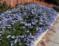 California Lilac Coulter (Ceanothus Joyce) - Ladybird Nursery