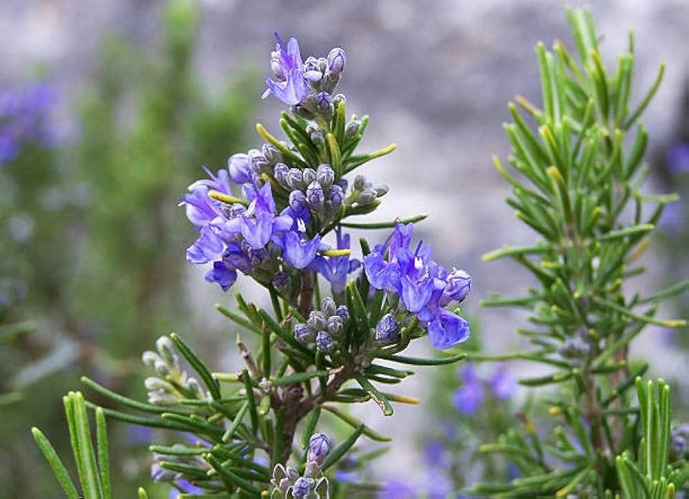 Rosemary Herb Cottage (Rosmarinus officinalis)