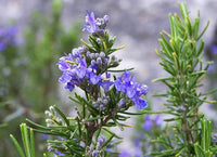 Rosemary Herb Cottage (Rosmarinus officinalis) - Ladybird Nursery