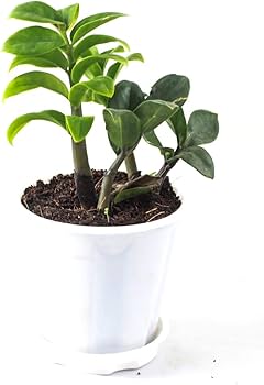 Zanzibar Gem Zenzii Dwarf (Zamioculcas zamiifolia) - Ladybird Nursery