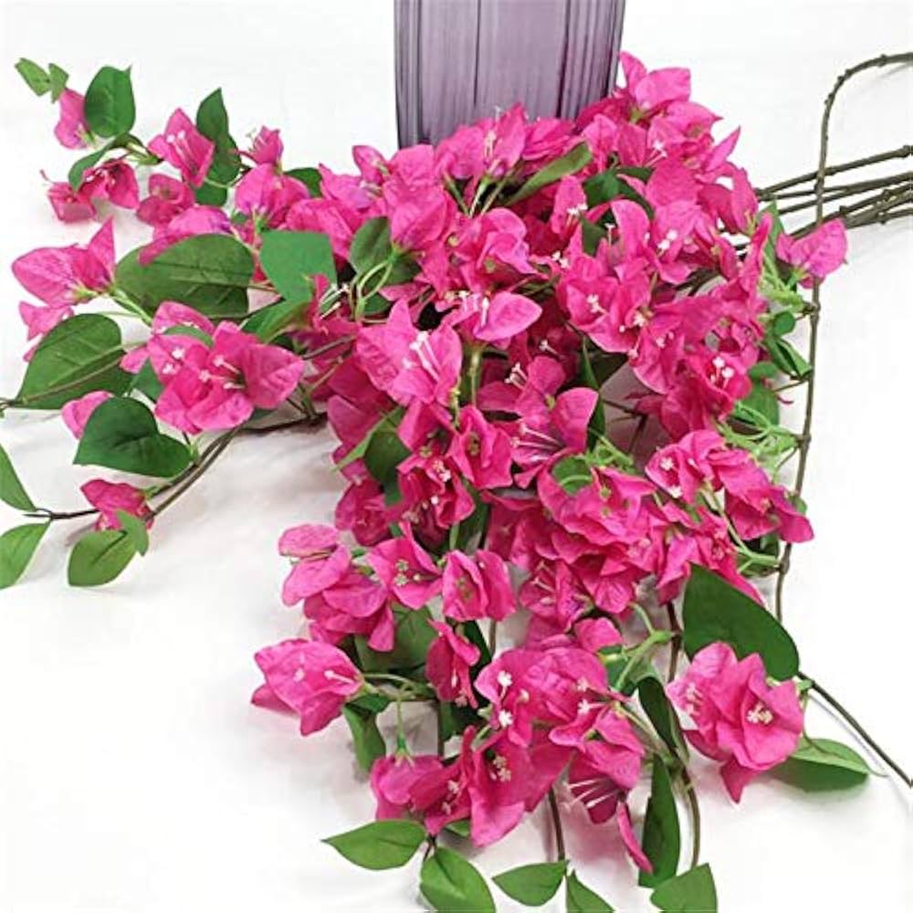 Bougainvillea Treasure (Bougainvillea glabra) - Ladybird Nursery