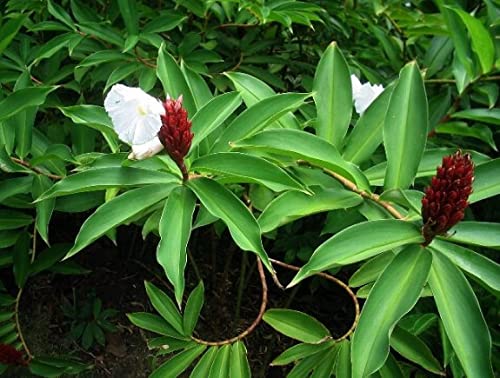 Crepe Ginger (Cheilocostus speciosus)