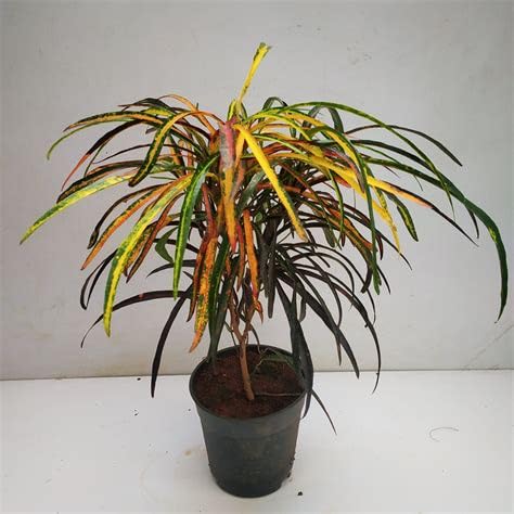 Croton Zanzibar (Codiaeum variegatum)